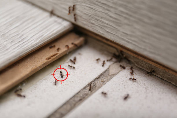 Best Emergency Pest Control  in Pomona Park, FL