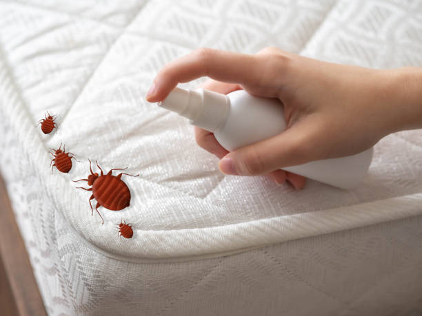 Best Wasp Removal Services  in Pomona Park, FL