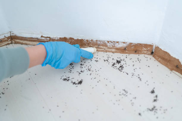 Best Affordable Pest Control Services  in Pomona Park, FL